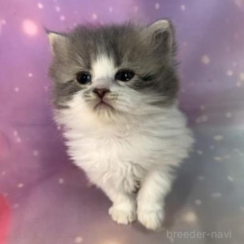 販売中の大阪府のスコティッシュフォールド-138442の4枚目