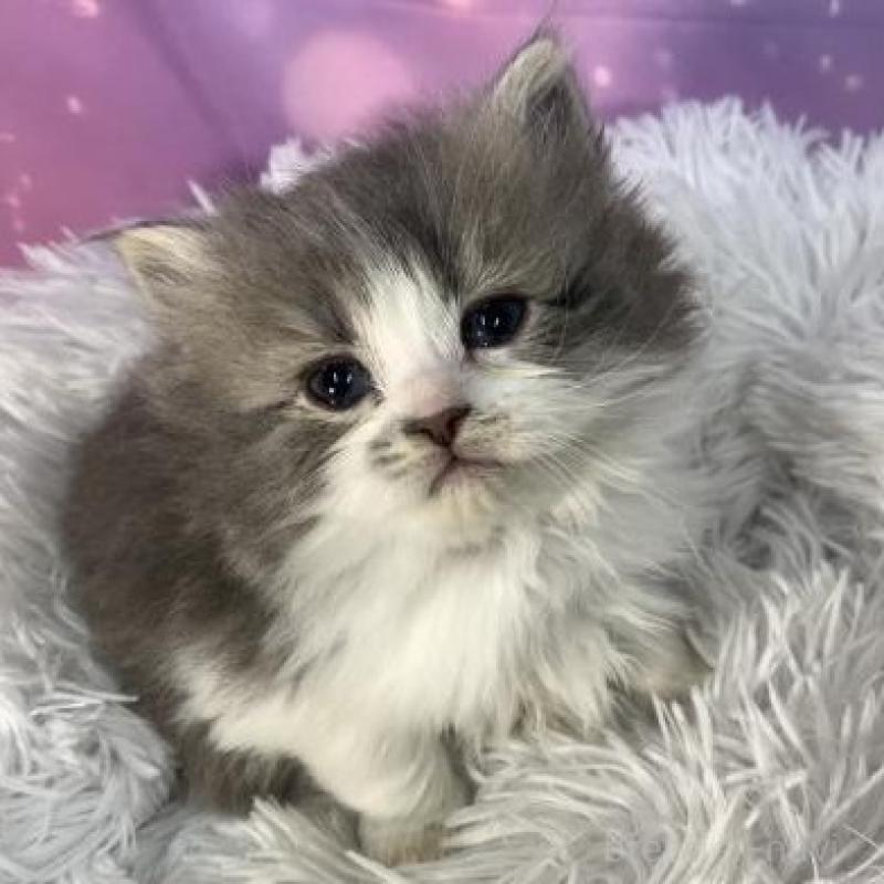 販売中の大阪府のスコティッシュフォールド-138442の2枚目