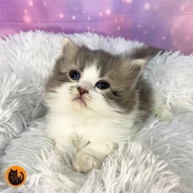 販売中の大阪府のスコティッシュフォールド-138442