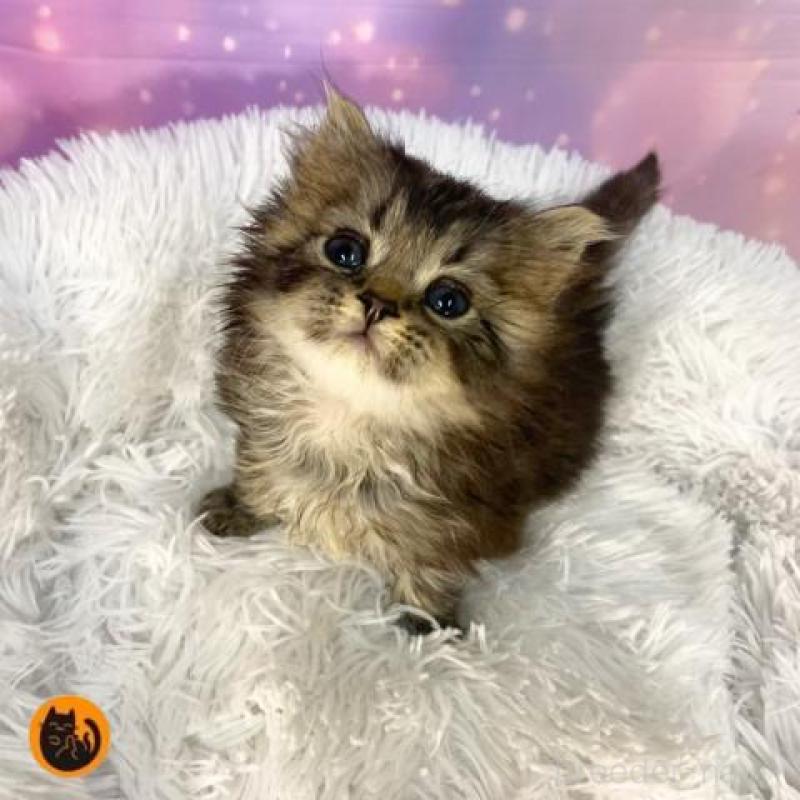 販売中の大阪府のスコティッシュフォールド-138443