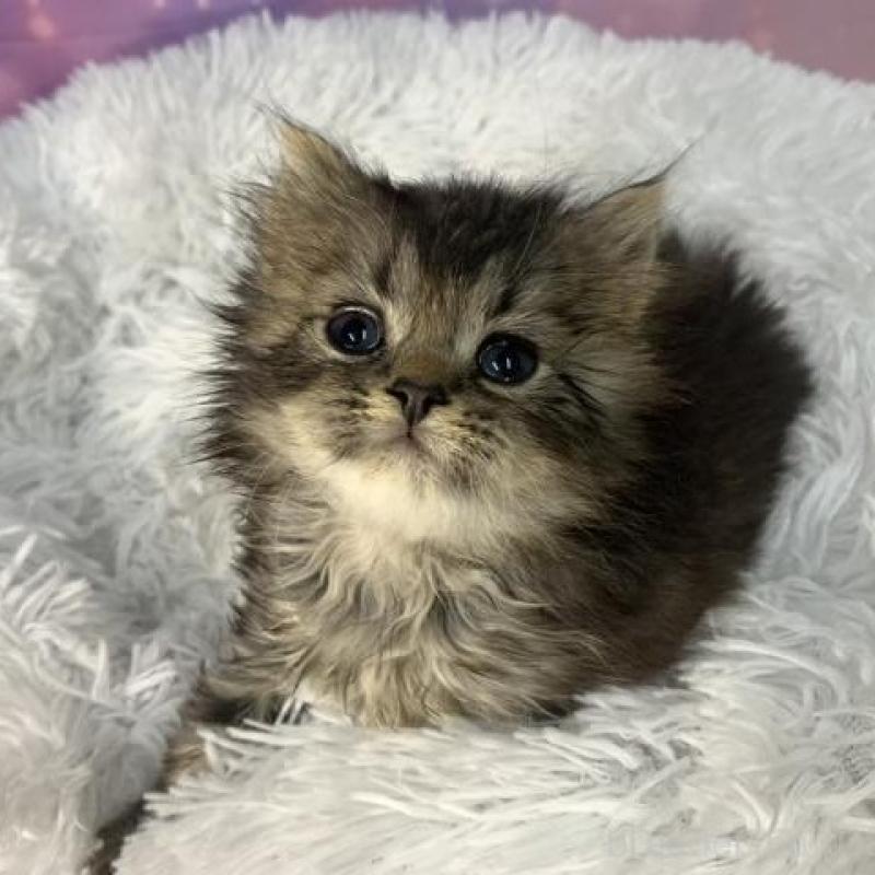 販売中の大阪府のスコティッシュフォールド-138443の6枚目