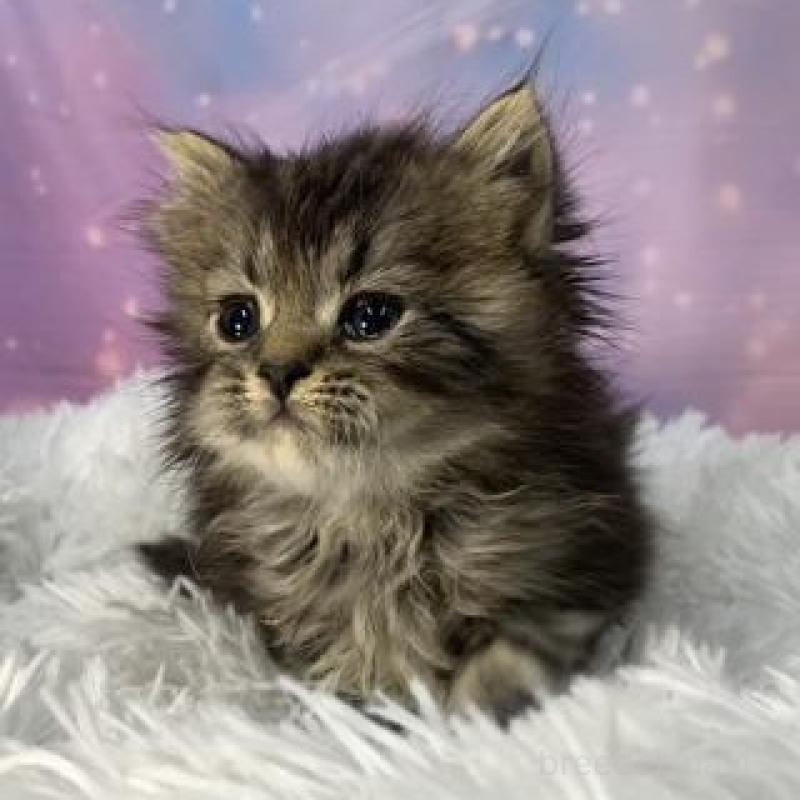 販売中の大阪府のスコティッシュフォールド-138443の5枚目