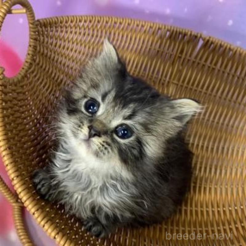 販売中の大阪府のスコティッシュフォールド-138443の4枚目