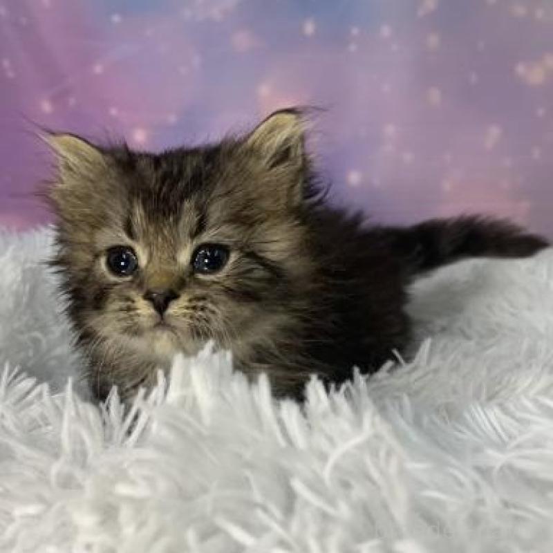 販売中の大阪府のスコティッシュフォールド-138443の3枚目