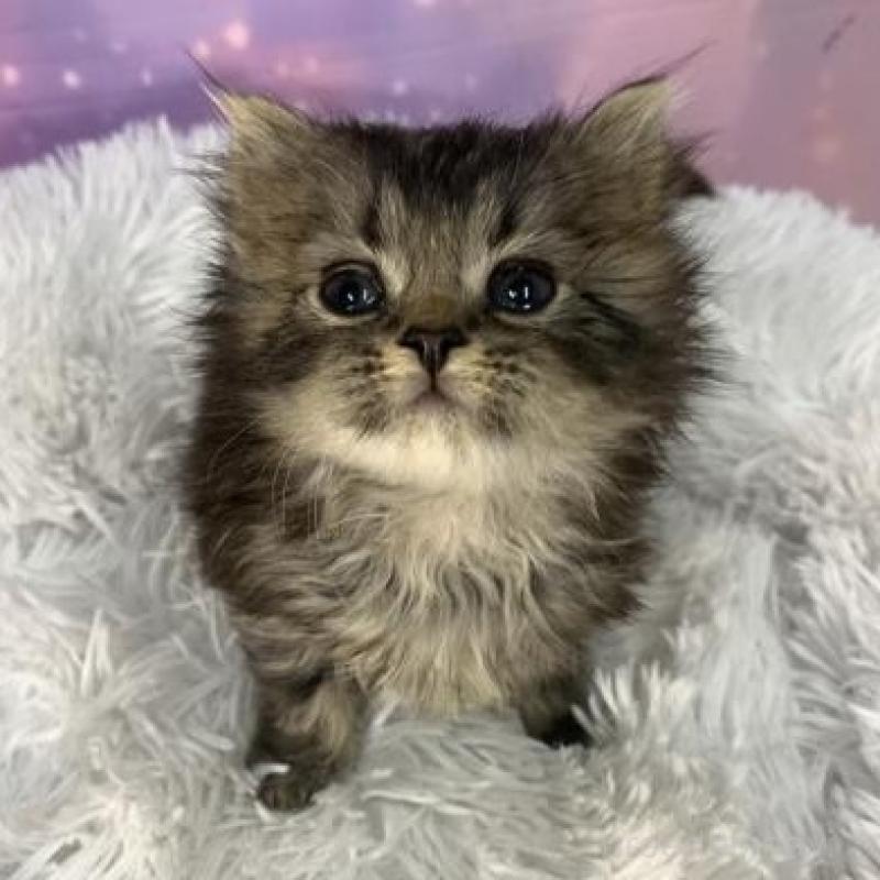 販売中の大阪府のスコティッシュフォールド-138443の2枚目