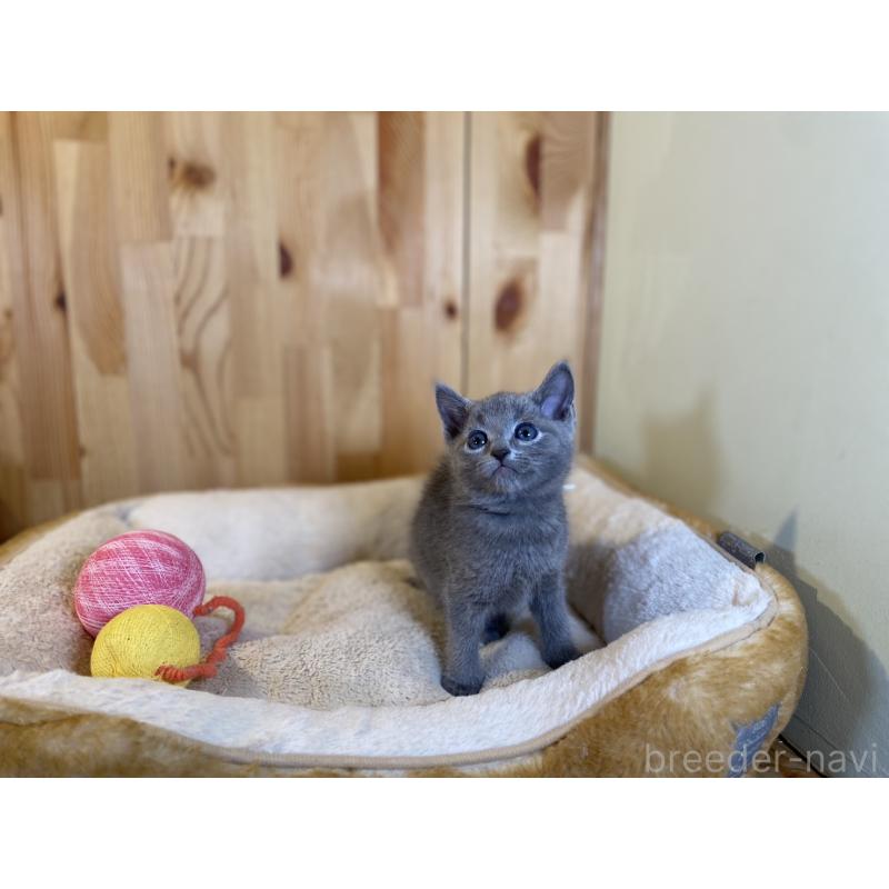 販売中の長野県のロシアンブルー-138444の11枚目