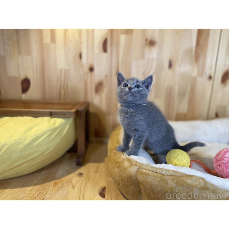 販売中の長野県のロシアンブルー-138444の10枚目