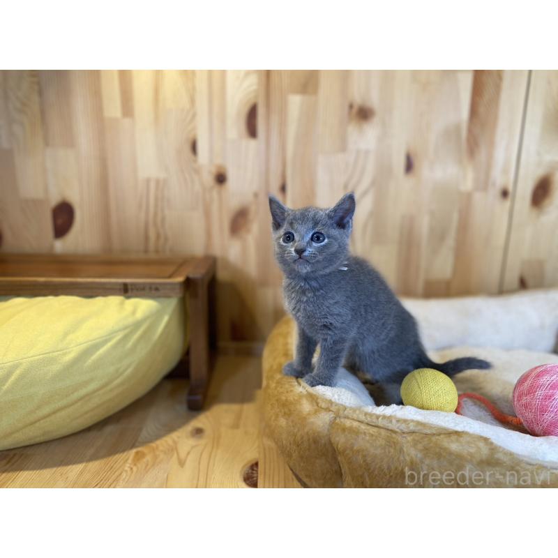 販売中の長野県のロシアンブルー-138444の9枚目