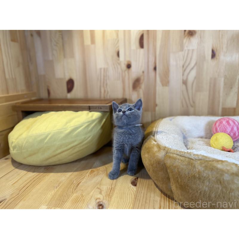 販売中の長野県のロシアンブルー-138444の8枚目