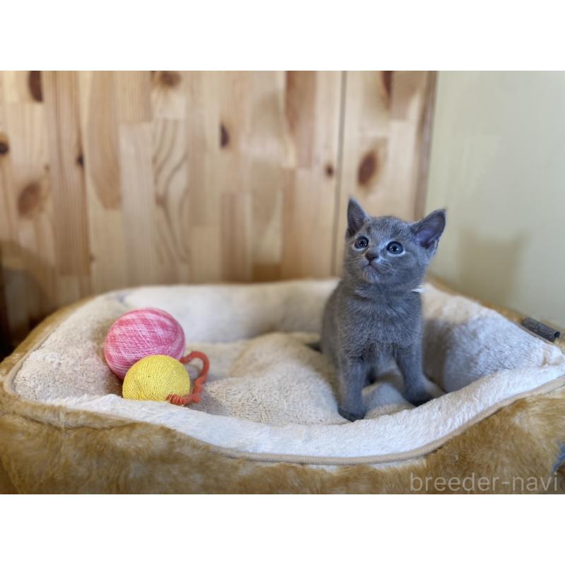 販売中の長野県のロシアンブルー-138444の7枚目