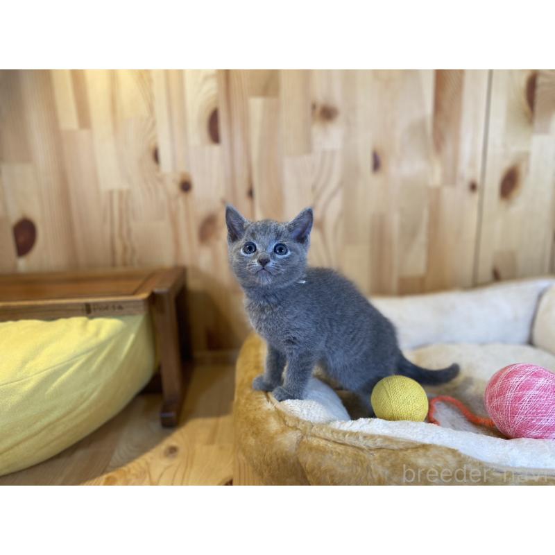 販売中の長野県のロシアンブルー-138444の6枚目