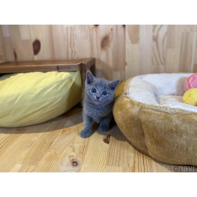 販売中の長野県のロシアンブルー-138444の5枚目