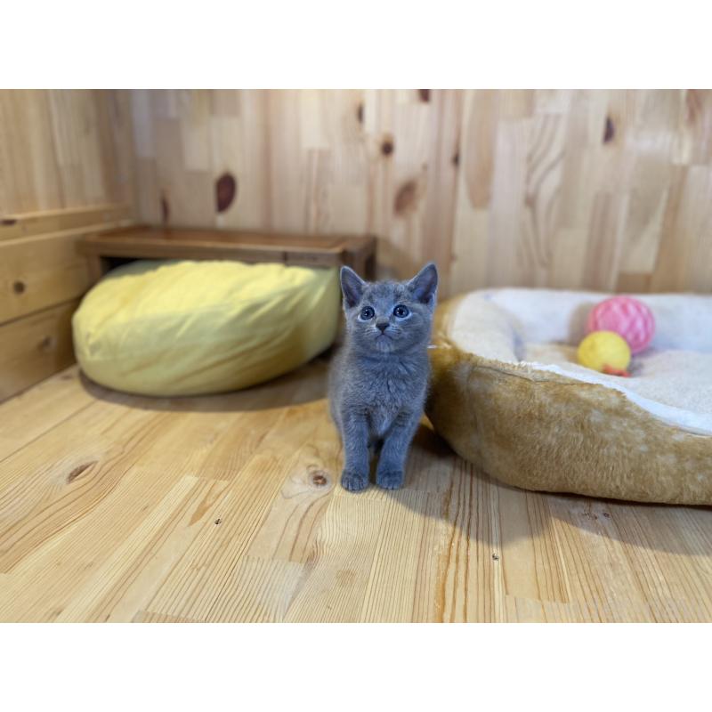 販売中の長野県のロシアンブルー-138444の4枚目