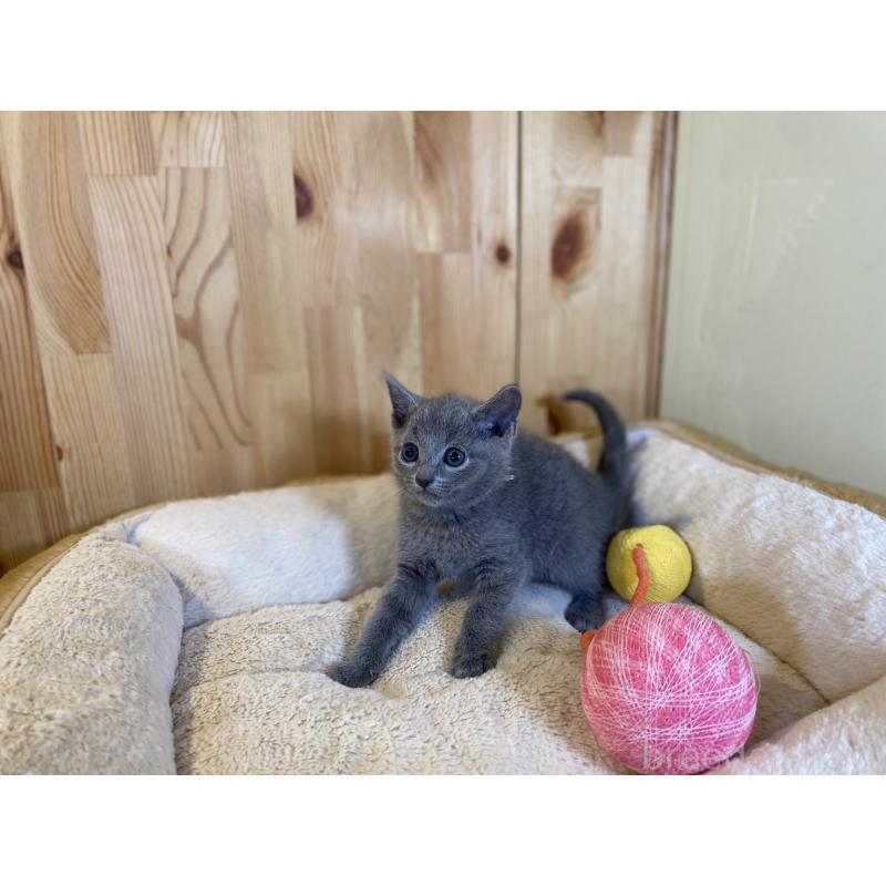 販売中の長野県のロシアンブルー-138444の3枚目