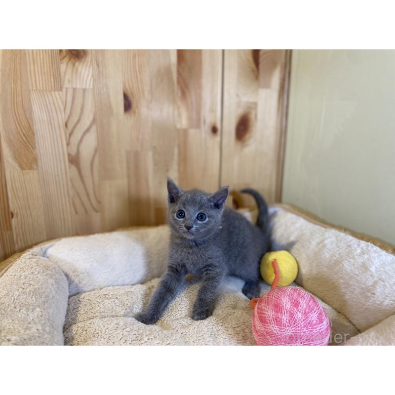 販売中の長野県のロシアンブルー-138444の2枚目