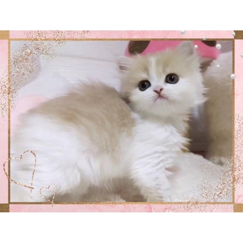 販売中の愛媛県のミヌエット-138445の5枚目