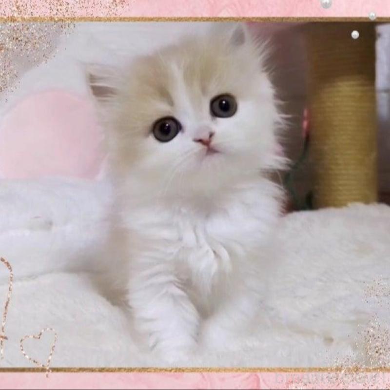 販売中の愛媛県のミヌエット-138445の1枚目