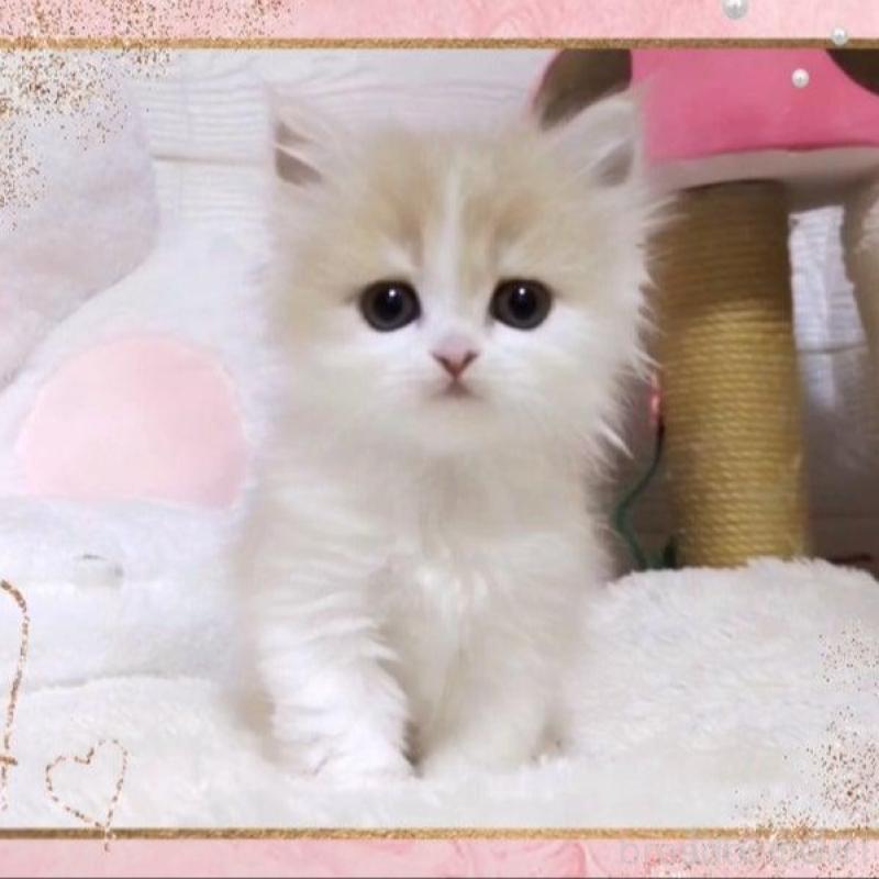 販売中の愛媛県のミヌエット-138445の4枚目