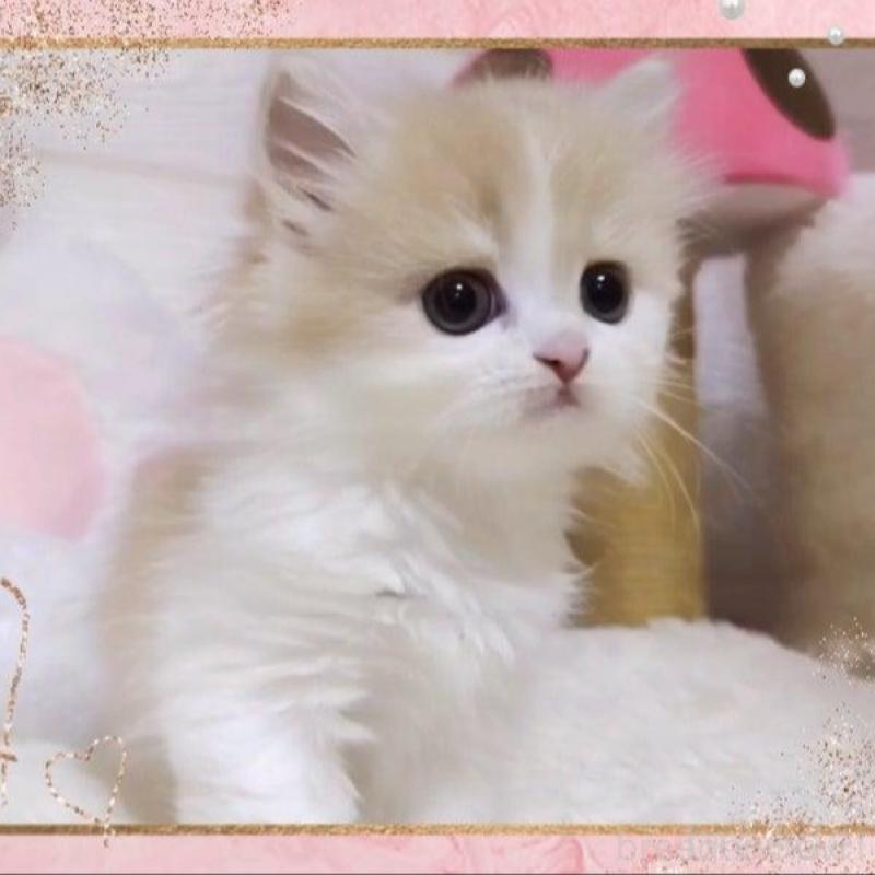 販売中の愛媛県のミヌエット-138445の3枚目