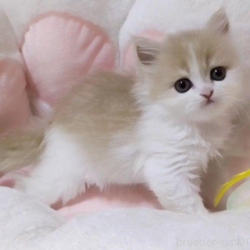 販売中の愛媛県のミヌエット-138445の2枚目