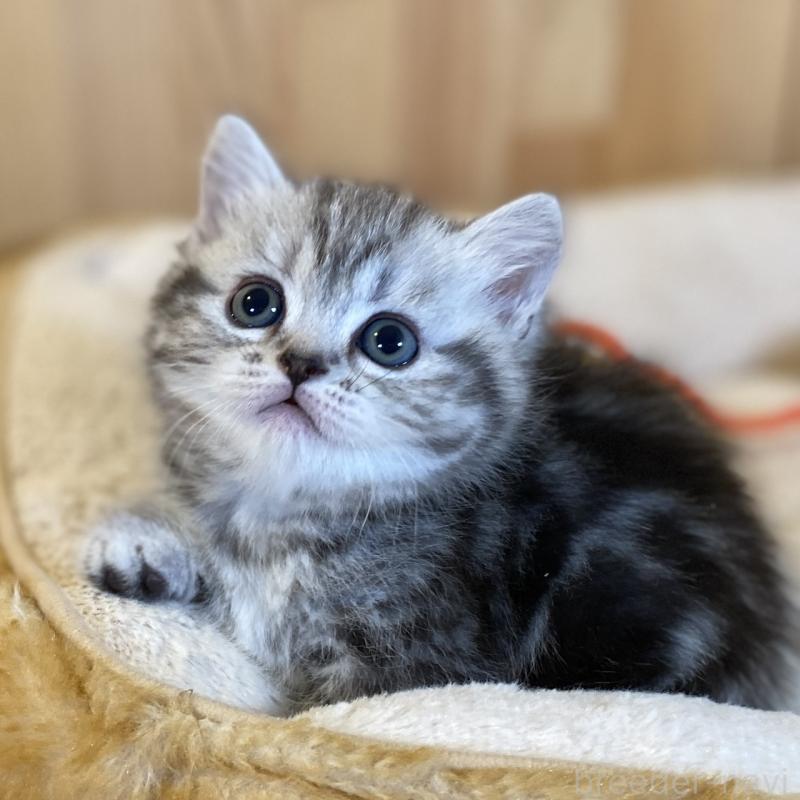 販売中の長野県のミヌエット(短足)-138446