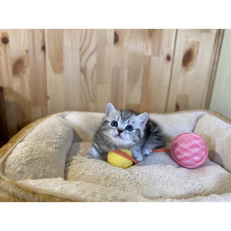 販売中の長野県のミヌエット(短足)-138446の9枚目