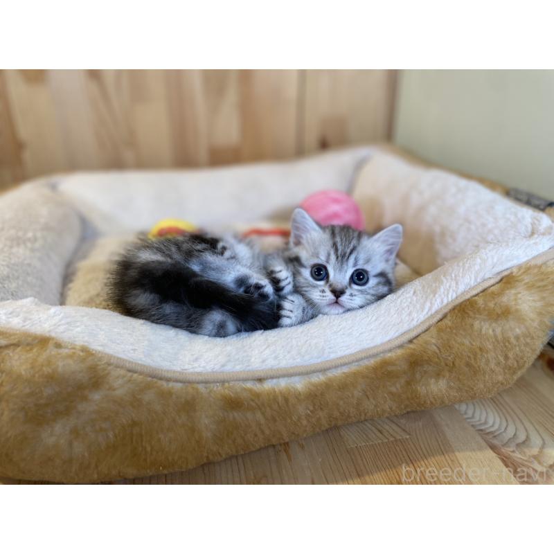 販売中の長野県のミヌエット(短足)-138446の8枚目