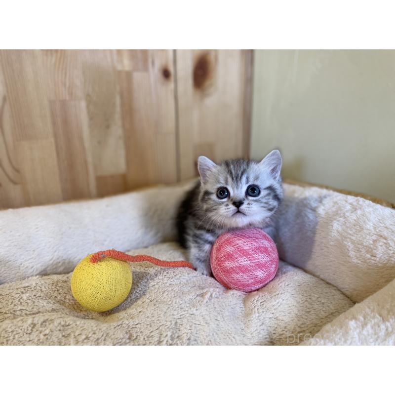 販売中の長野県のミヌエット(短足)-138446の7枚目