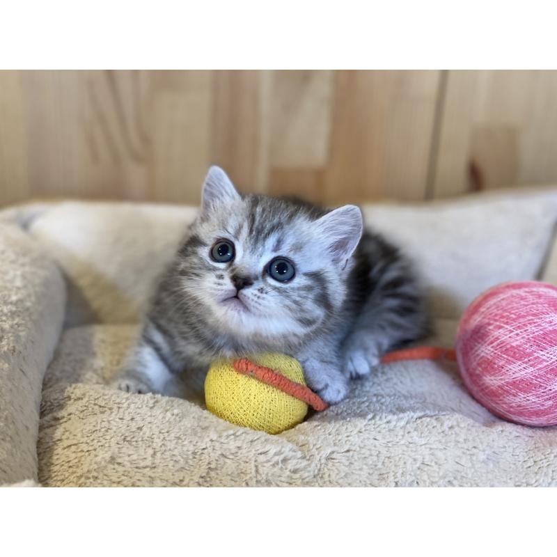 販売中の長野県のミヌエット(短足)-138446の6枚目