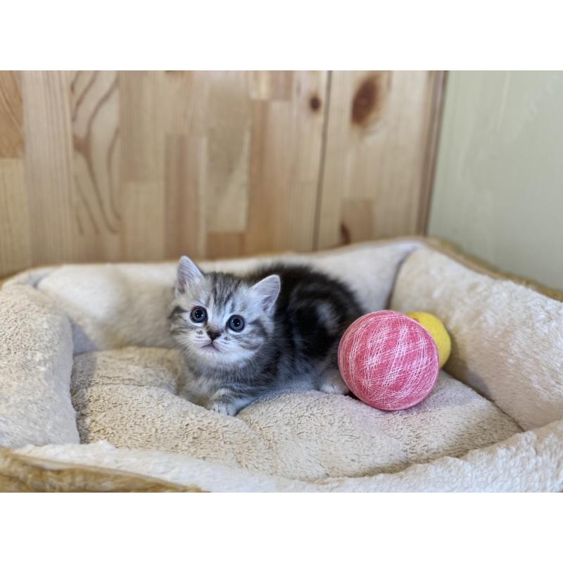 販売中の長野県のミヌエット(短足)-138446の5枚目