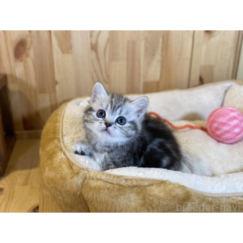 販売中の長野県のミヌエット(短足)-138446の4枚目