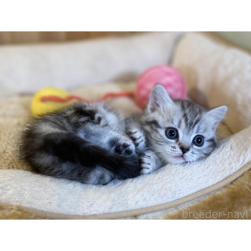 販売中の長野県のミヌエット(短足)-138446の3枚目