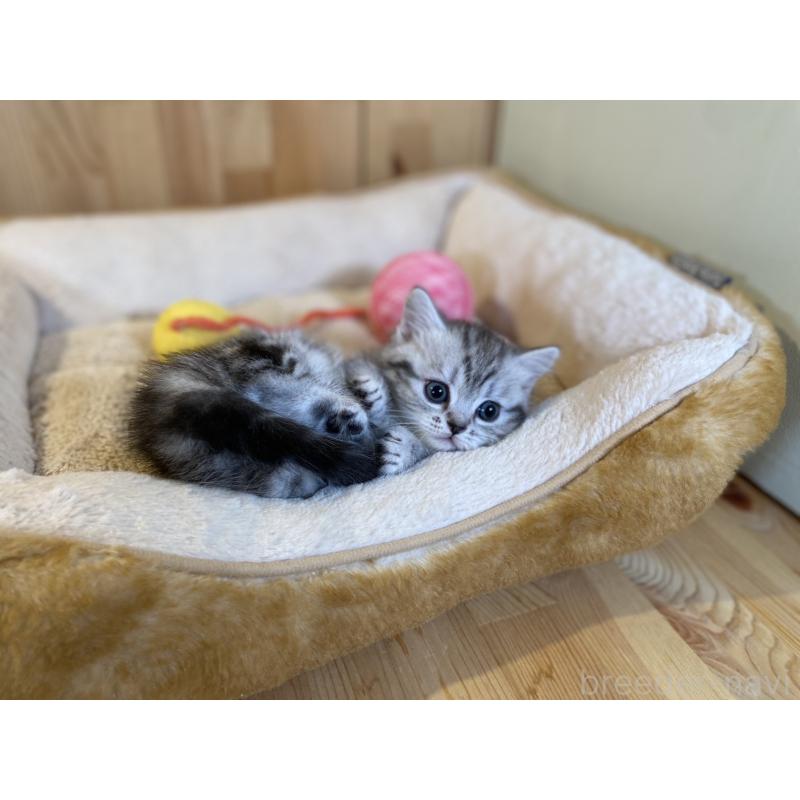 販売中の長野県のミヌエット(短足)-138446の2枚目