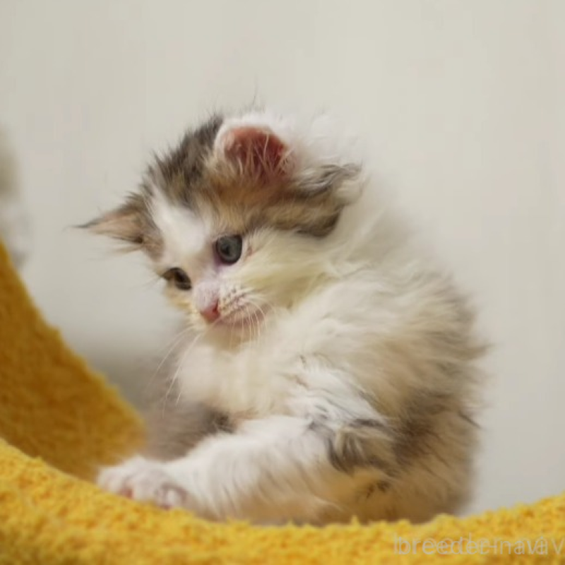 販売中の大阪府のサイベリアン-138447の4枚目