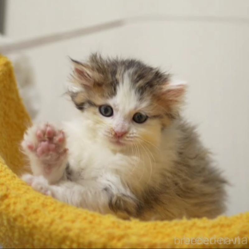 販売中の大阪府のサイベリアン-138447の3枚目