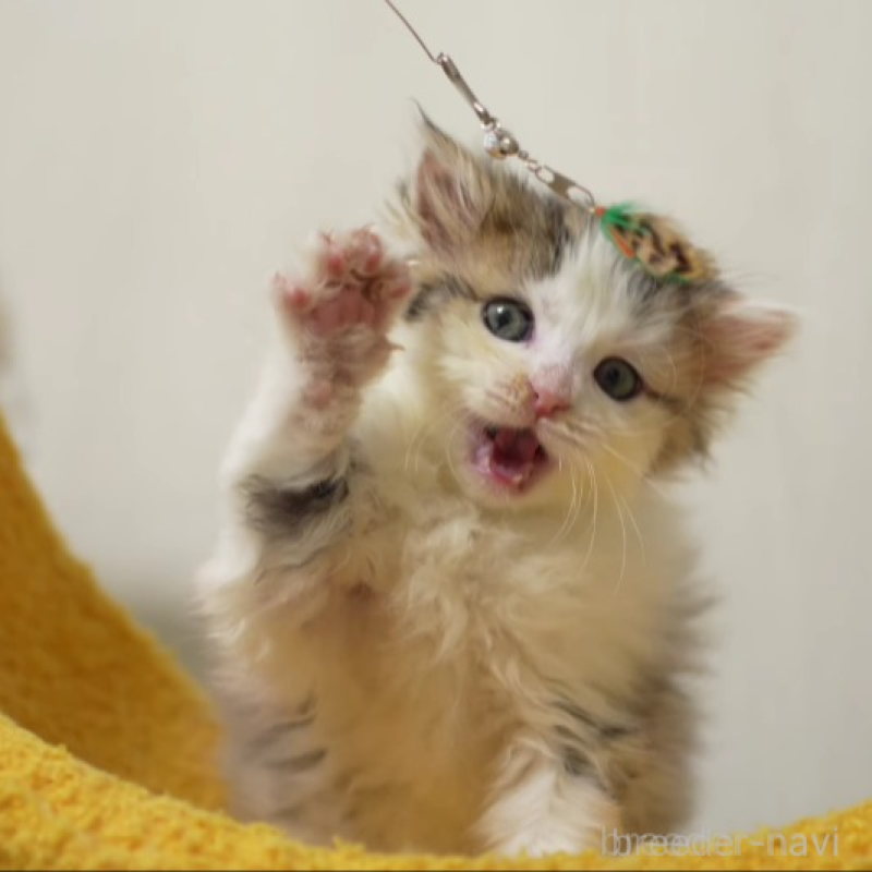 販売中の大阪府のサイベリアン-138447の2枚目