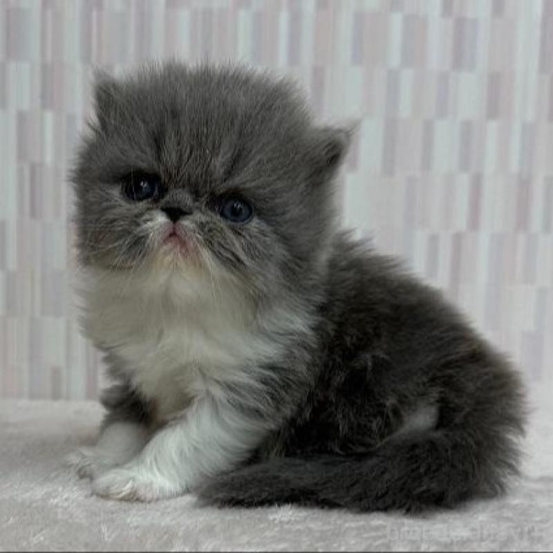 販売中の千葉県のエキゾチックショートヘア-138448の3枚目