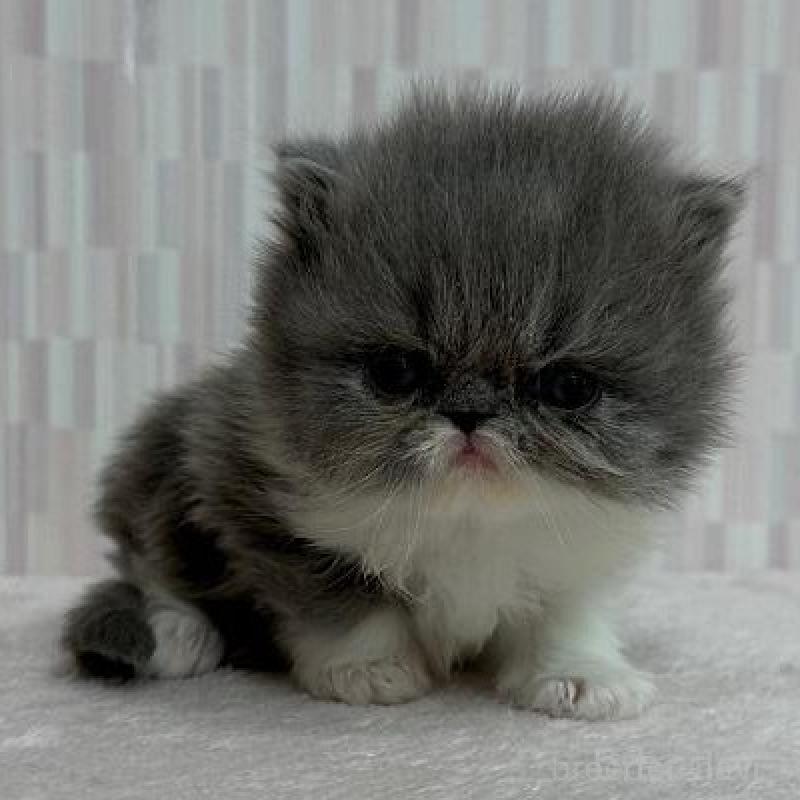 販売中の千葉県のエキゾチックショートヘア-138448の2枚目