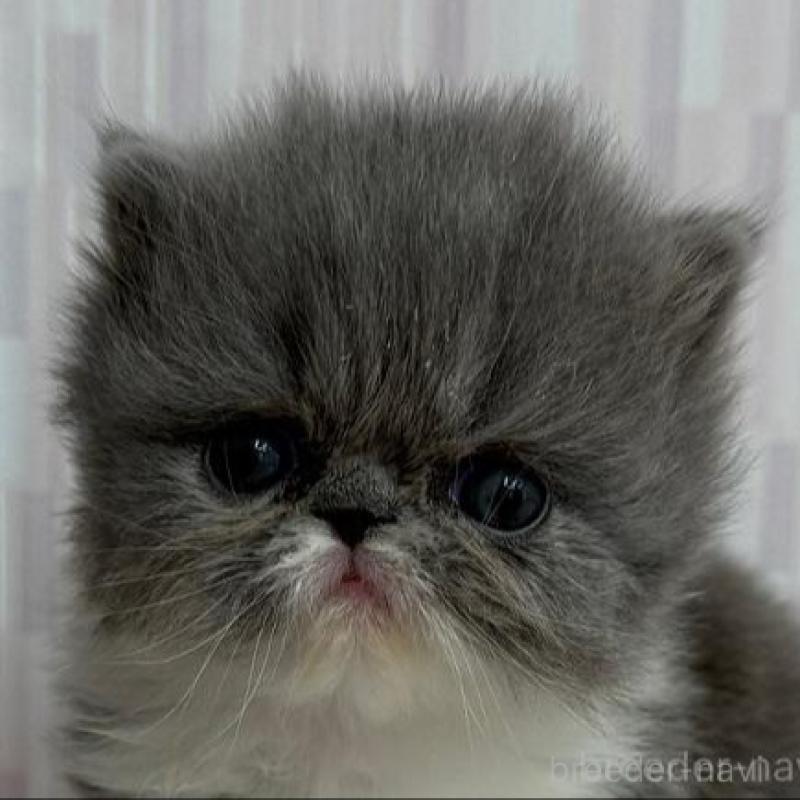 販売中の千葉県のエキゾチックショートヘア-138448の1枚目