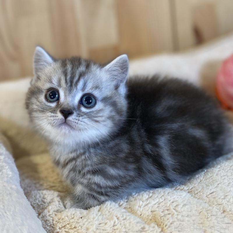 販売中の長野県のミヌエット(短足)-138449