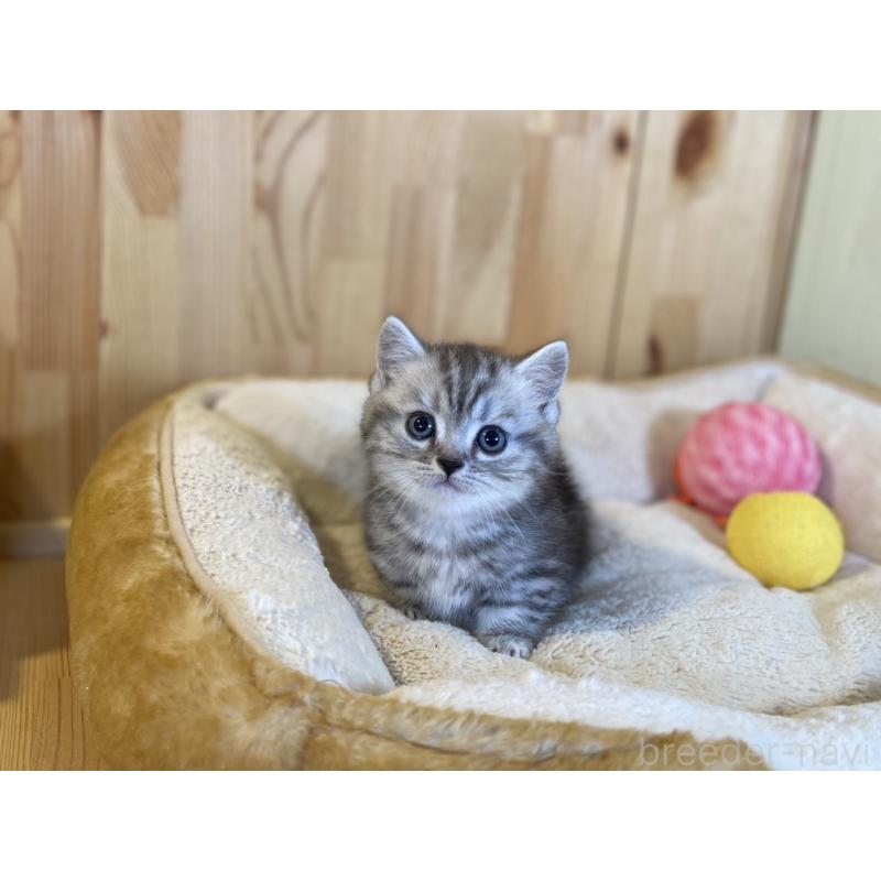 販売中の長野県のミヌエット(短足)-138449の10枚目