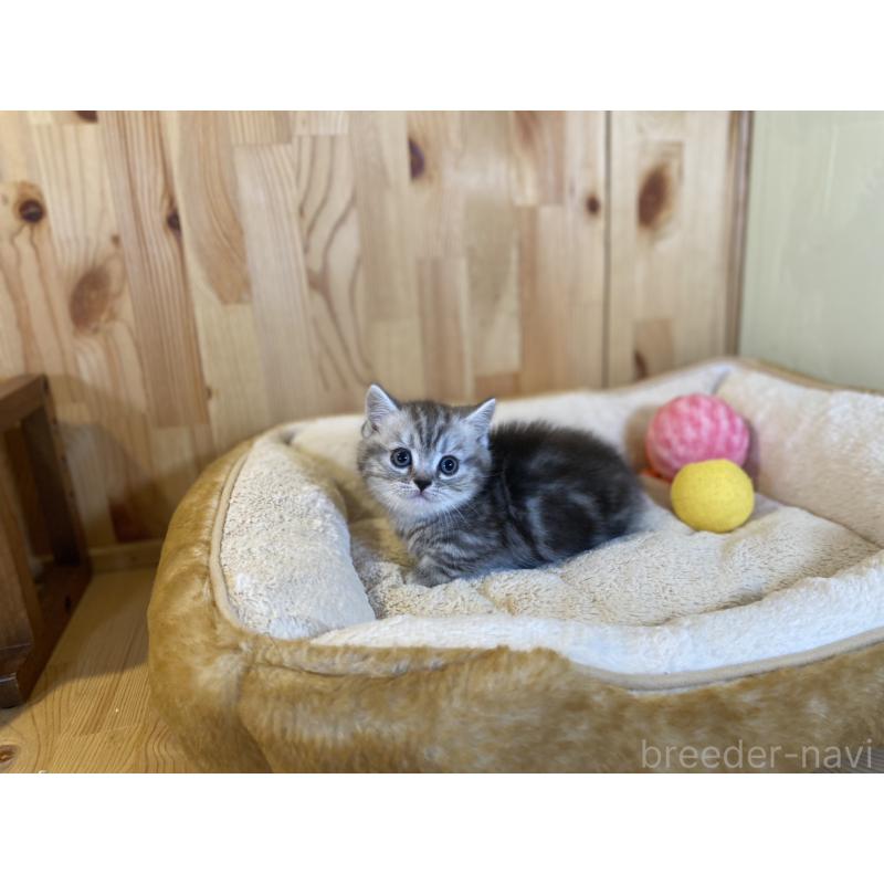 販売中の長野県のミヌエット(短足)-138449の9枚目