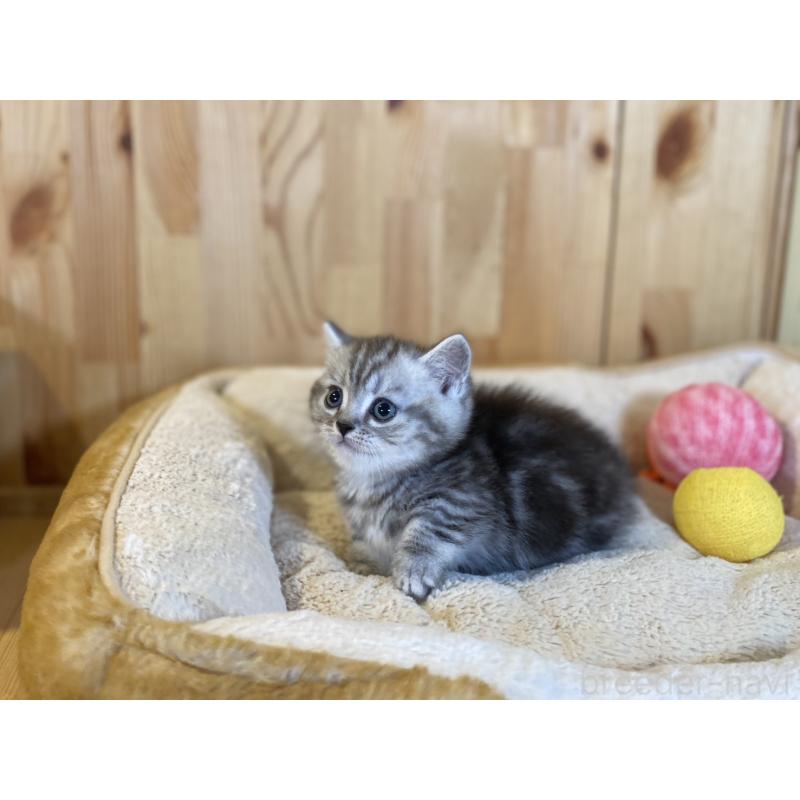 販売中の長野県のミヌエット(短足)-138449の8枚目