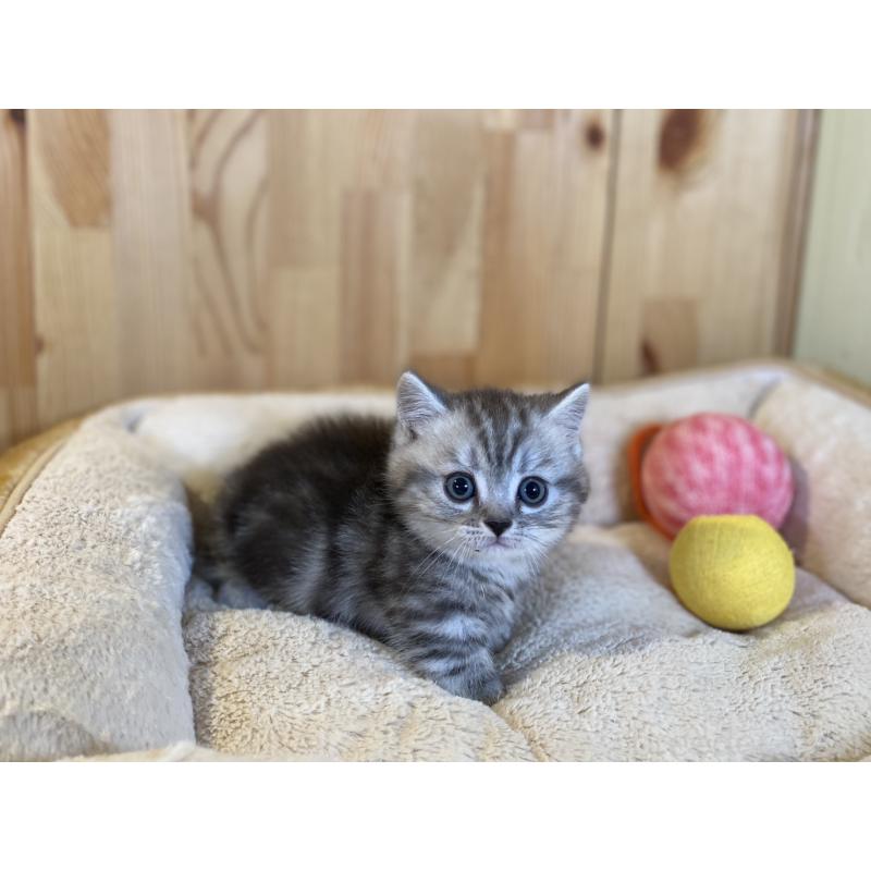 販売中の長野県のミヌエット(短足)-138449の7枚目