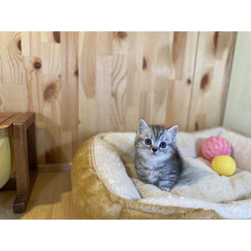 販売中の長野県のミヌエット(短足)-138449の6枚目