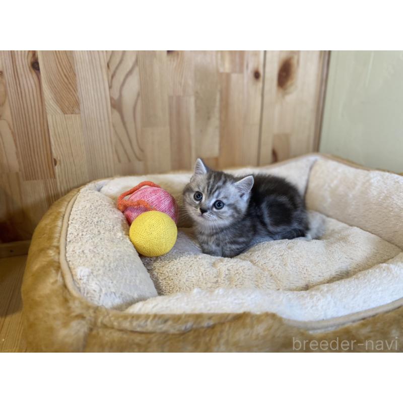 販売中の長野県のミヌエット(短足)-138449の5枚目