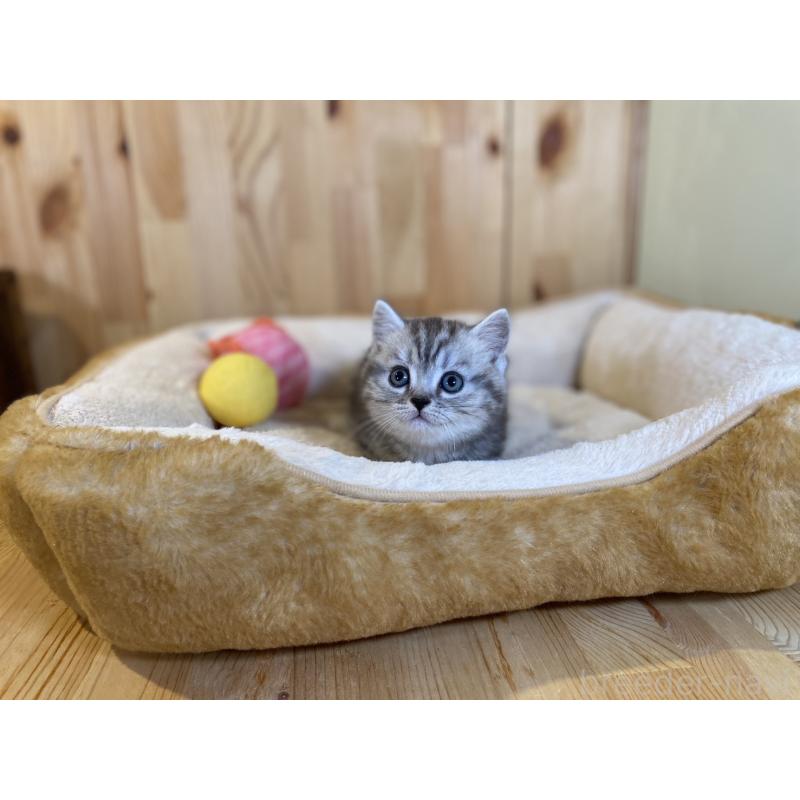 販売中の長野県のミヌエット(短足)-138449の3枚目