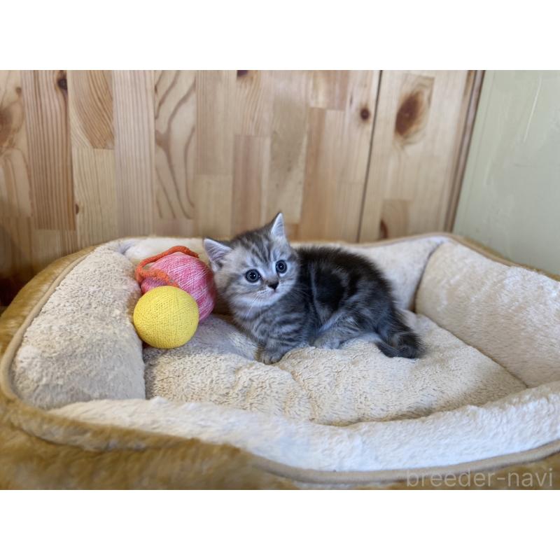 販売中の長野県のミヌエット(短足)-138449の2枚目