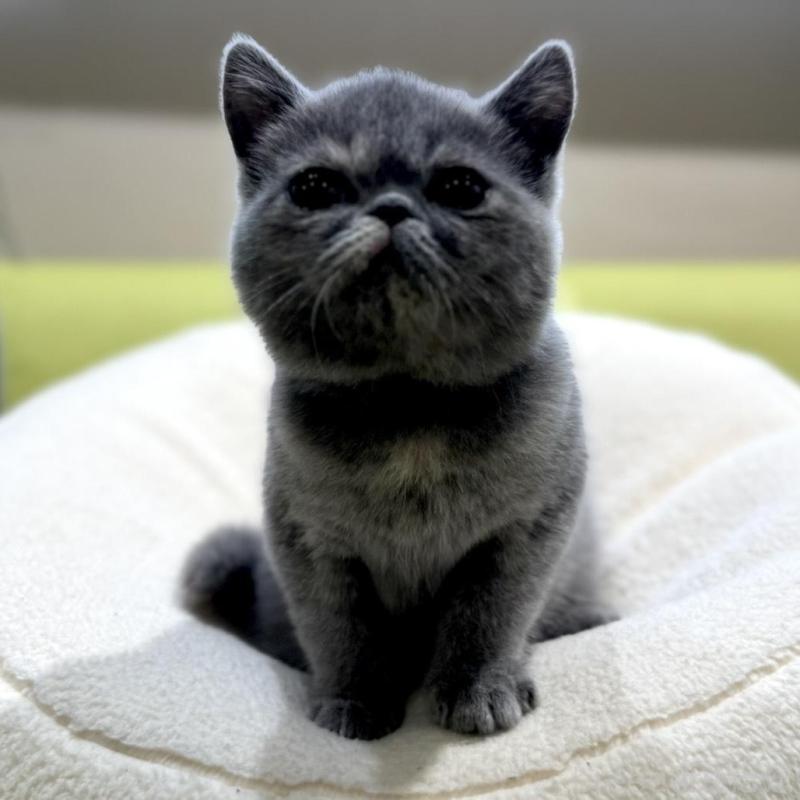 販売中の岐阜県のエキゾチックショートヘア-138451の1枚目