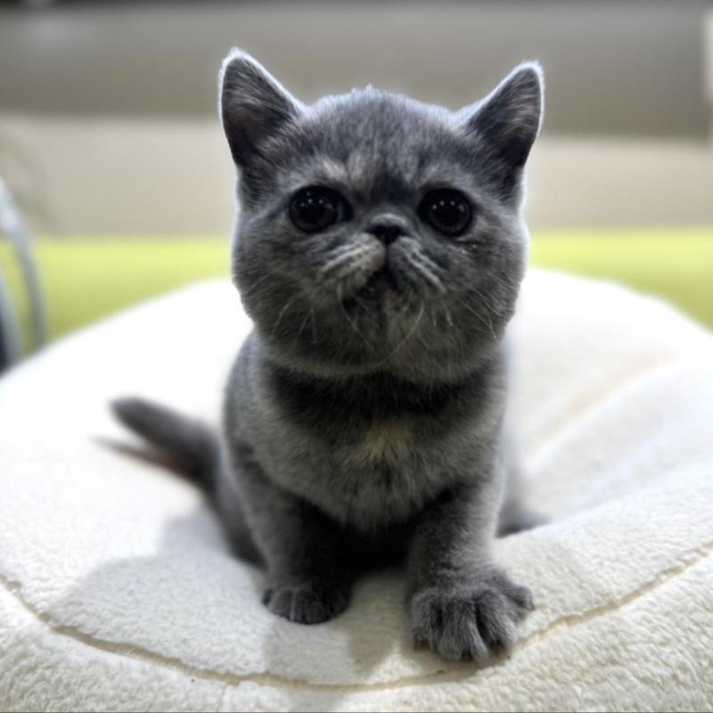 販売中の岐阜県のエキゾチックショートヘア-138451の7枚目